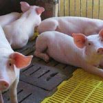 giá heo tăng mạnh | nghịch lý nông dân việt nam