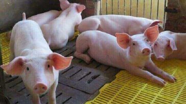 giá heo tăng mạnh | nghịch lý nông dân việt nam